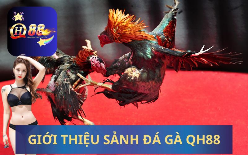 GIỚI THIỆU SẢNH ĐÁ GÀ QH88